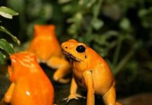 Lập khu bảo tồn cho loài ếch độc nhất hành tinh