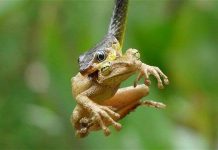 Khoảnh khắc ếch cây bị rắn nuốt chửng