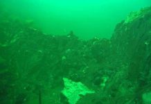 Dạng sống kỳ lạ tại Great Lakes