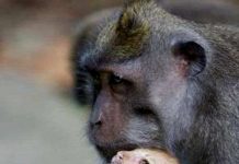 Kỳ lạ khỉ nuôi mèo