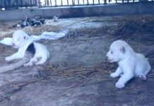 Sư tử đột biến sắc tố tại TP HCM