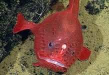 Phát hiện loài cá đi bộ