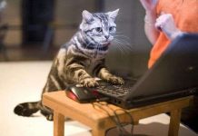 6 thói quen khó hiểu của người Mỹ