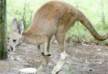 Kangaroo mang chân giả Kangaroo mang chân giả
