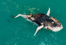 Thấy cá voi nổi trên biển, người đàn ông lại gần mới giật mình vì cảnh tượng hãi hùng