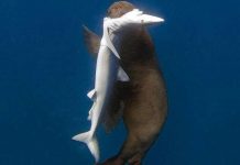 Sự trả thù ghê rợn của hải cẩu với cá mập