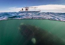 Cá voi khổng lồ áp sát thuyền du lịch