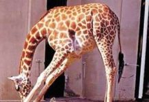 Do đâu lông hươu cao cổ có mùi hôi? Do đâu lông hươu cao cổ có mùi hôi?