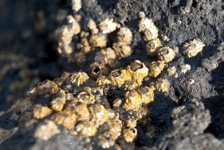 Những sự thật về con hà khiến ai cũng choáng váng