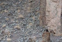 Sát thủ tàng hình vồ cừu hoang trên dãy Himalaya