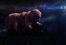 Nhân tố bí ẩn cho chuyến du hành đến môi trường liên sao