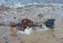 Phát hiện thi thể đẫm máu của “nàng tiên cá” trên bãi biển Anh Phát hiện thi thể đẫm máu của "nàng tiên cá" trên bãi biển Anh