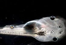 Tạo ra nòng nọc có mắt trên lưng