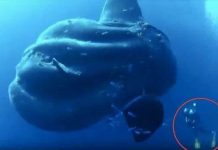 Phát hiện loài cá mới nặng hơn 2 tấn trong vòng 130 năm qua