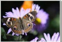 Sự nổi bật là những dấu hiệu chống động vật ăn thịt hữu hiệu Sự nổi bật là những dấu hiệu chống động vật ăn thịt hữu hiệu