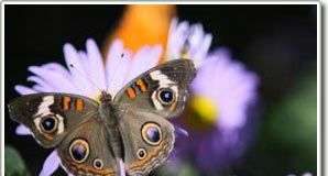 Sự nổi bật là những dấu hiệu chống động vật ăn thịt hữu hiệu