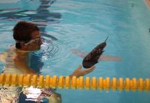 Dùng cá robot tuần tra môi trường biển