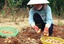 Sản xuất thành công khoai tây siêu nguyên chủng