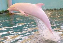 Cá heo hồng ở Nhật Bản