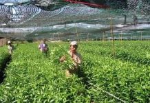 Người trồng hoa có hi vọng mới! Người trồng hoa có hi vọng mới!