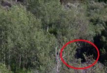 Dã nhân Bigfoot lông lá đứng bất động giữa rừng cây?