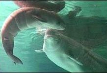 Cá voi đầu tiên ra đời trong điều kiện nuôi nhốt Cá voi đầu tiên ra đời trong điều kiện nuôi nhốt