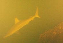 Thám hiểm loài cá mập bí ẩn sống trong miệng núi lửa