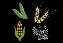 Biến đổi khí hậu ảnh hưởng nguồn cung lương thực