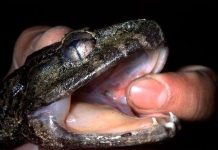 Phát hiện ếch có răng nanh ở Indonesia Phát hiện ếch có răng nanh ở Indonesia