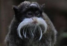 Những loài khỉ có bộ mặt ngộ nghĩnh nhất Những loài khỉ có bộ mặt ngộ nghĩnh nhất
