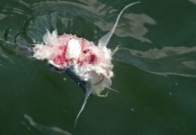 Cá heo sành ăn biết cắn bỏ đầu con mồi Cá heo sành ăn biết cắn bỏ đầu con mồi