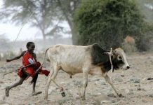 Virus gây bệnh tả ở bò đã bị tiêu diệt Virus gây bệnh tả ở bò đã bị tiêu diệt