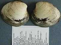 Phát hiện con Nghêu sống lâu nhất