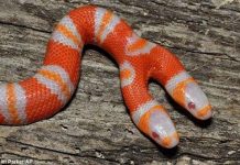 Kỳ lạ rắn hai đầu ở Florida