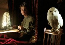 "Harry Potter" khiến loài cú ở châu Á gặp nguy hiểm