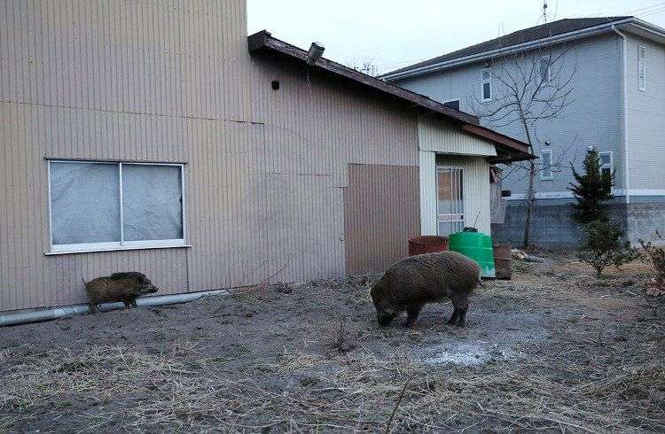 Lợn rừng nhiễm xạ tràn ngập đường phố Fukushima