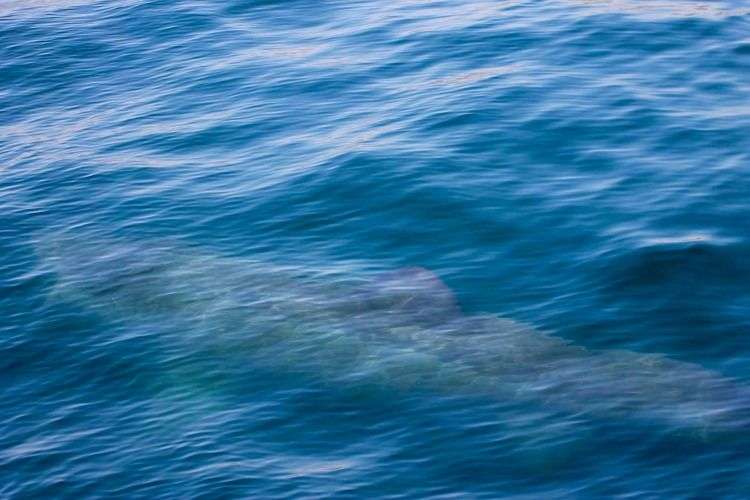 Cá mập khổng lồ xuất hiện cạnh sân golf tỷ phú Trump