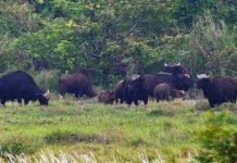 Theo dấu chân bò tót – Kỳ 1: Dấu vết giữa rừng Theo dấu chân bò tót - Kỳ 1: Dấu vết giữa rừng