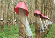 Sáng kiến giúp giảm thất thoát mủ cao su Sáng kiến giúp giảm thất thoát mủ cao su