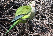 Vẹt thầy tu đuôi dài sắp bị tiêu diệt