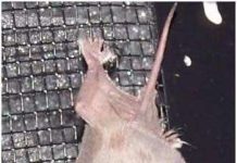 Tìm hiểu ngôn ngữ loài dơi