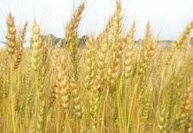 Phát hiện ra gien chịu sương giá ở cây