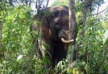 Đồng Nai: Xuất hiện voi rừng phá hoại rẫy hoa màu