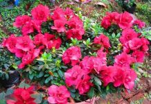 Kỹ thuật trồng và chăm sóc hoa đỗ quyên mùa Tết