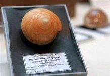 Phát hiện nhiều loài giáp xác và động vật thân mềm mới tại Philippines