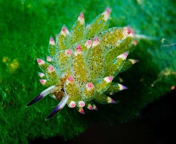 Ngỡ ngàng trước vẻ đẹp “không tưởng” của loài sinh vật lạ ẩn mình dưới biển