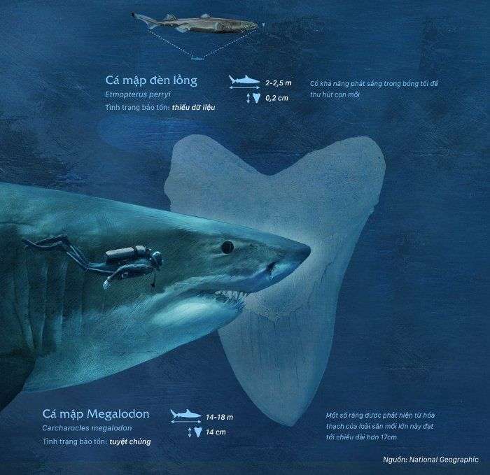 So sánh kích thước các loài cá mập trên thế giới