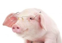 Lợn thông minh hơn chó và tinh tinh? Lợn thông minh hơn chó và tinh tinh?