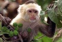Loài khỉ cũng thông tin bằng ngôn ngữ âm thanh