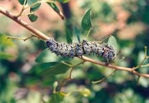 Sơn hào hải vị từ côn trùng Sơn hào hải vị từ côn trùng